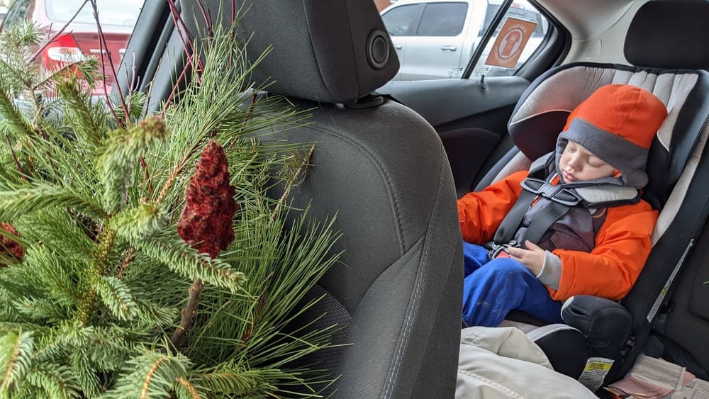 Snoozing through all the excitement